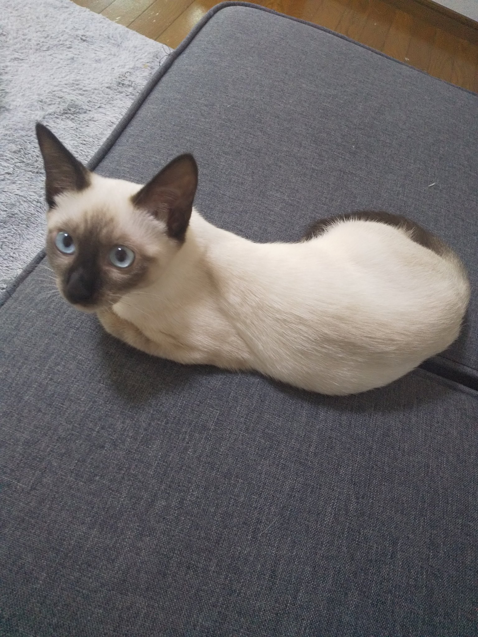 なつかない猫 Twitter Search Twitter