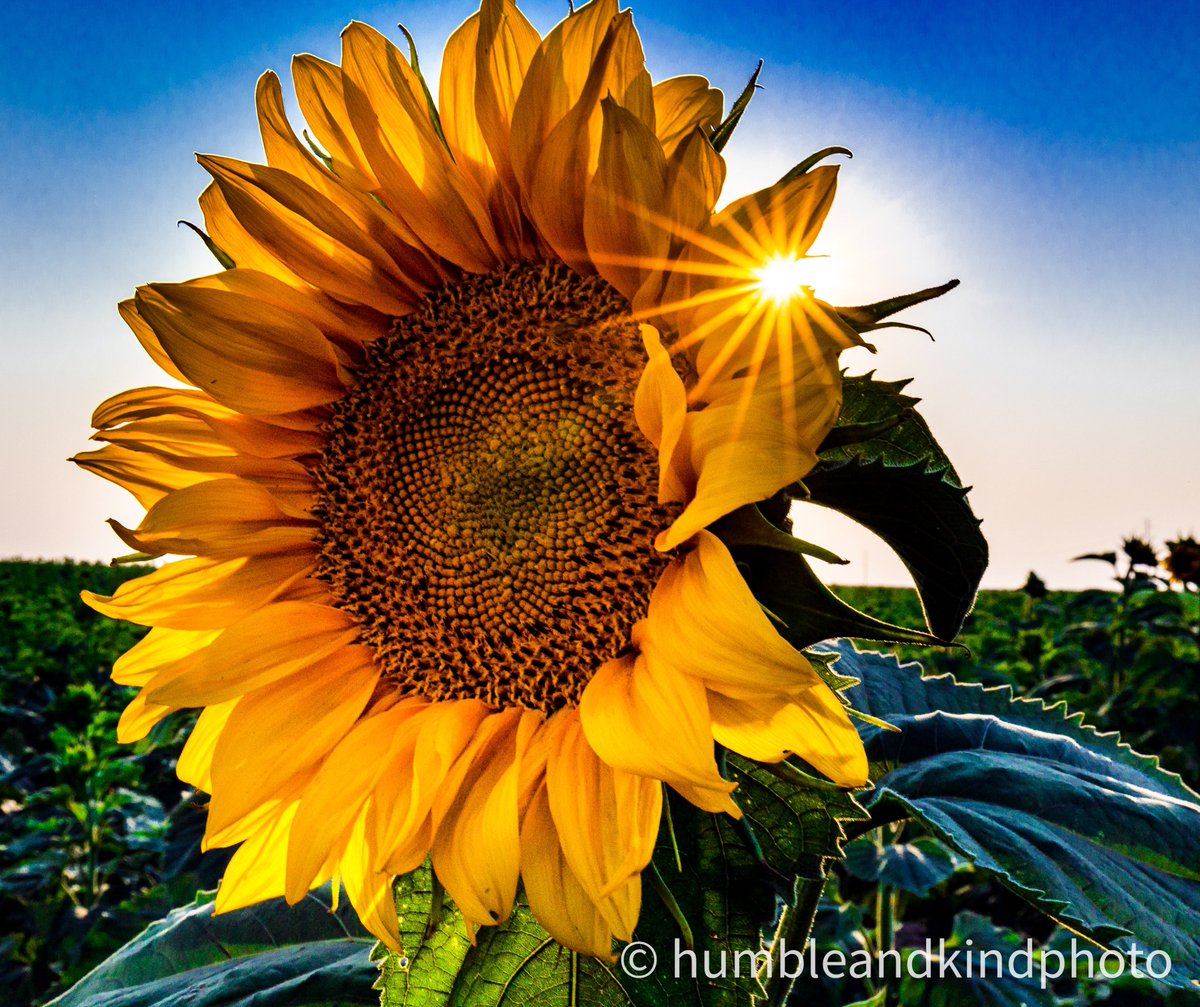 “While everyone is still in awe of the moon’s love story, a sunflower blushingly blooms with the sun’s first kiss.”  – Neha Gaur #NaturePhotography #Sunflowers