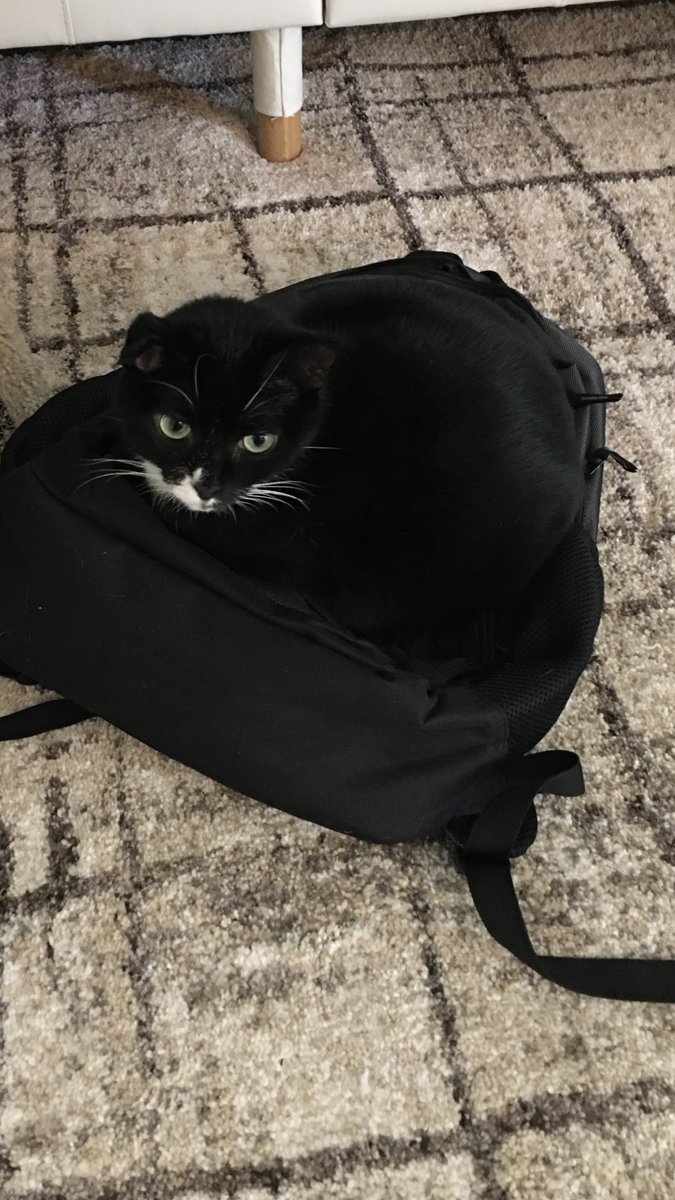 cliquedadtom's tweet photo. @combrosure Should trade it in for a cat https://t.co/kcvj8lfjf1