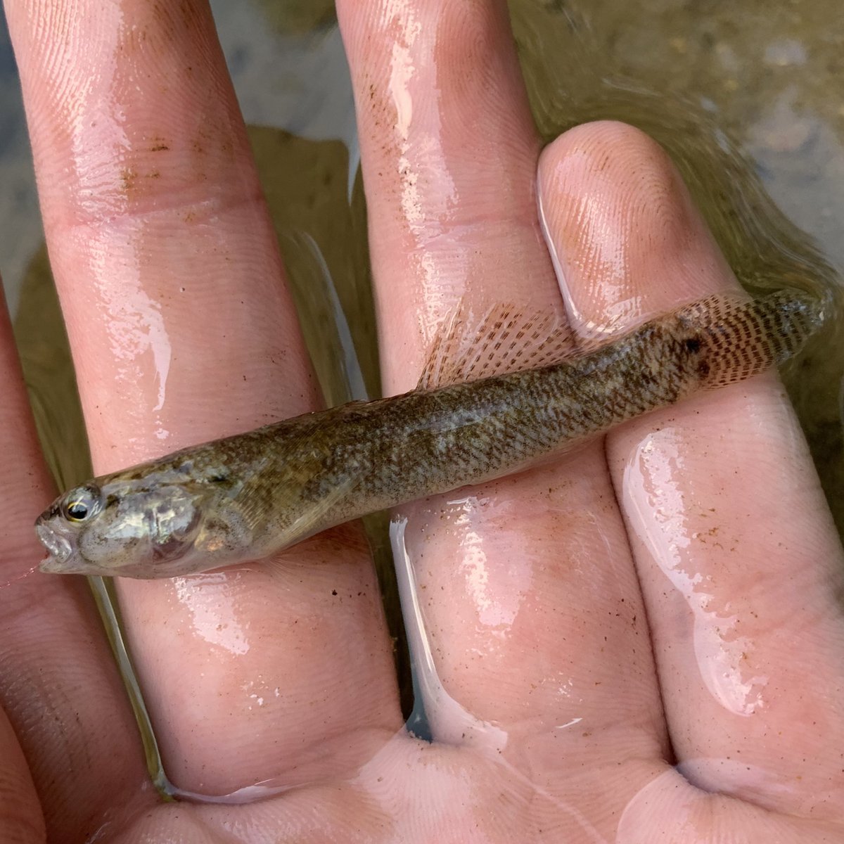 fstonefishes's tweet photo. darter bonanza from the last few days:  Tuskaloosa Darter, Crown Darter, Rainbow Darter and Fringed Darter. https://t.co/tu4x0JgJRZ