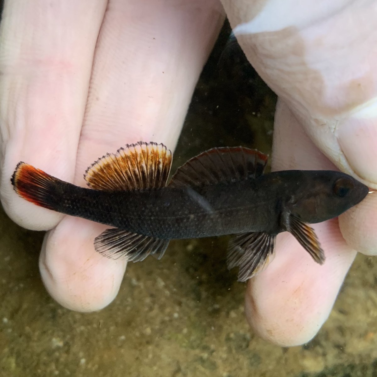 fstonefishes's tweet photo. darter bonanza from the last few days:  Tuskaloosa Darter, Crown Darter, Rainbow Darter and Fringed Darter. https://t.co/tu4x0JgJRZ