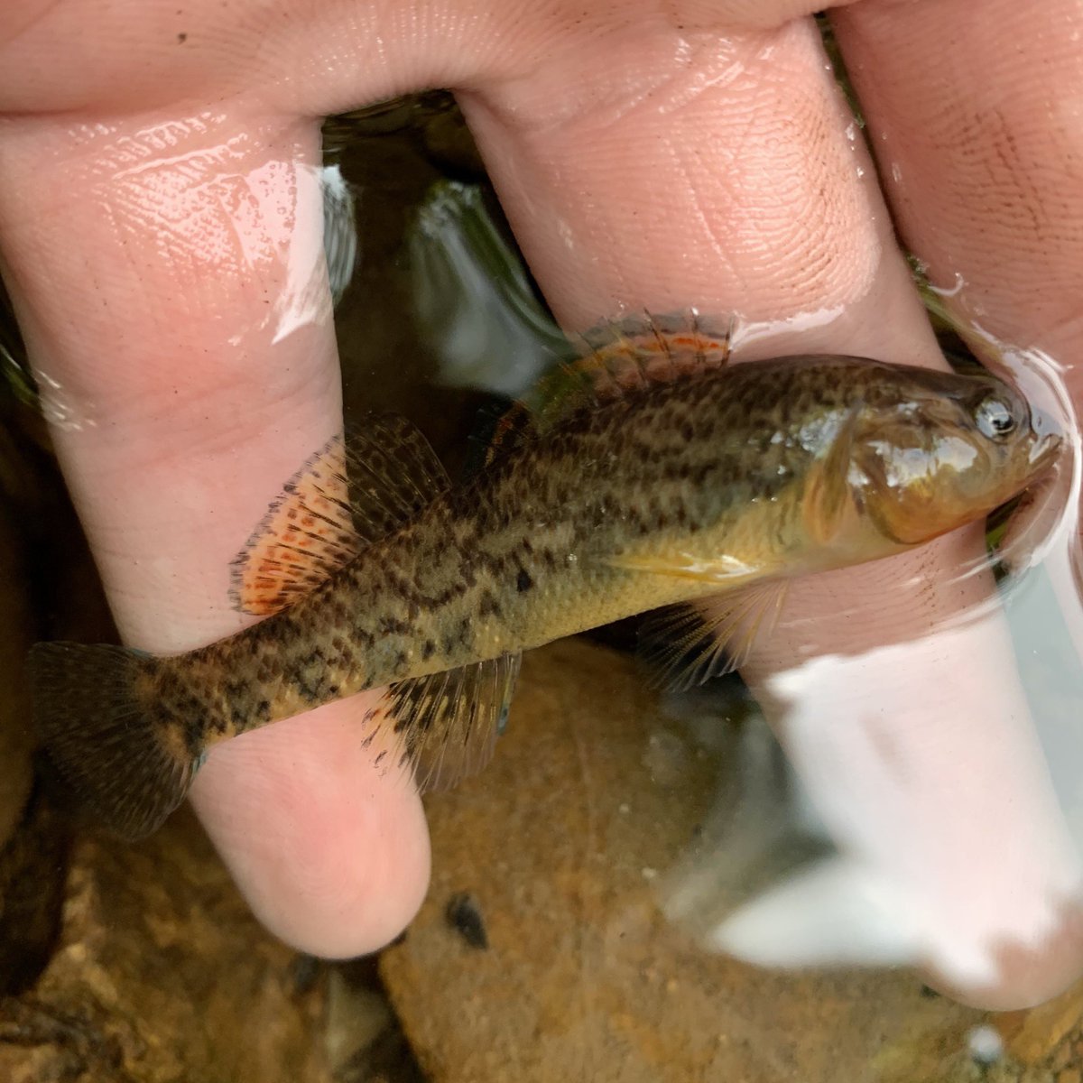 fstonefishes's tweet photo. darter bonanza from the last few days:  Tuskaloosa Darter, Crown Darter, Rainbow Darter and Fringed Darter. https://t.co/tu4x0JgJRZ