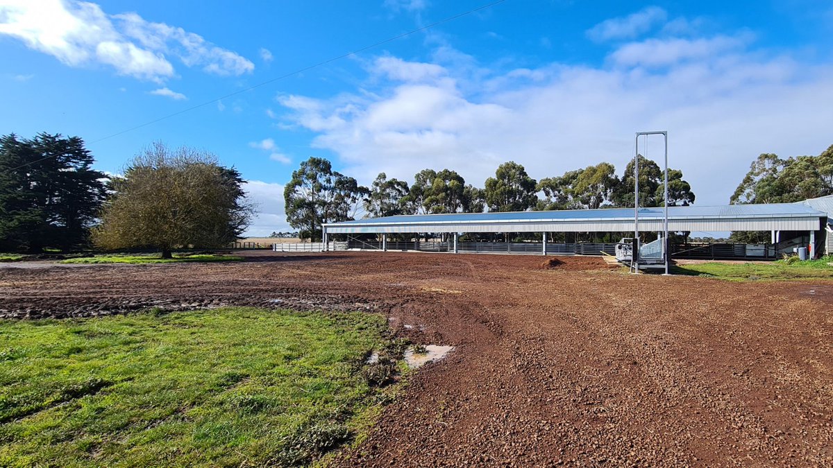 ActionSteel's tweet photo. Here’s how to keep your sheep dry and your shearers happy!
A 45m x 24m x 3m sheep yard cover with yards by @ProWay2000.
📍Caramut VIC
#BigSheds #ProWayAUS https://t.co/Y7PtXocJwk