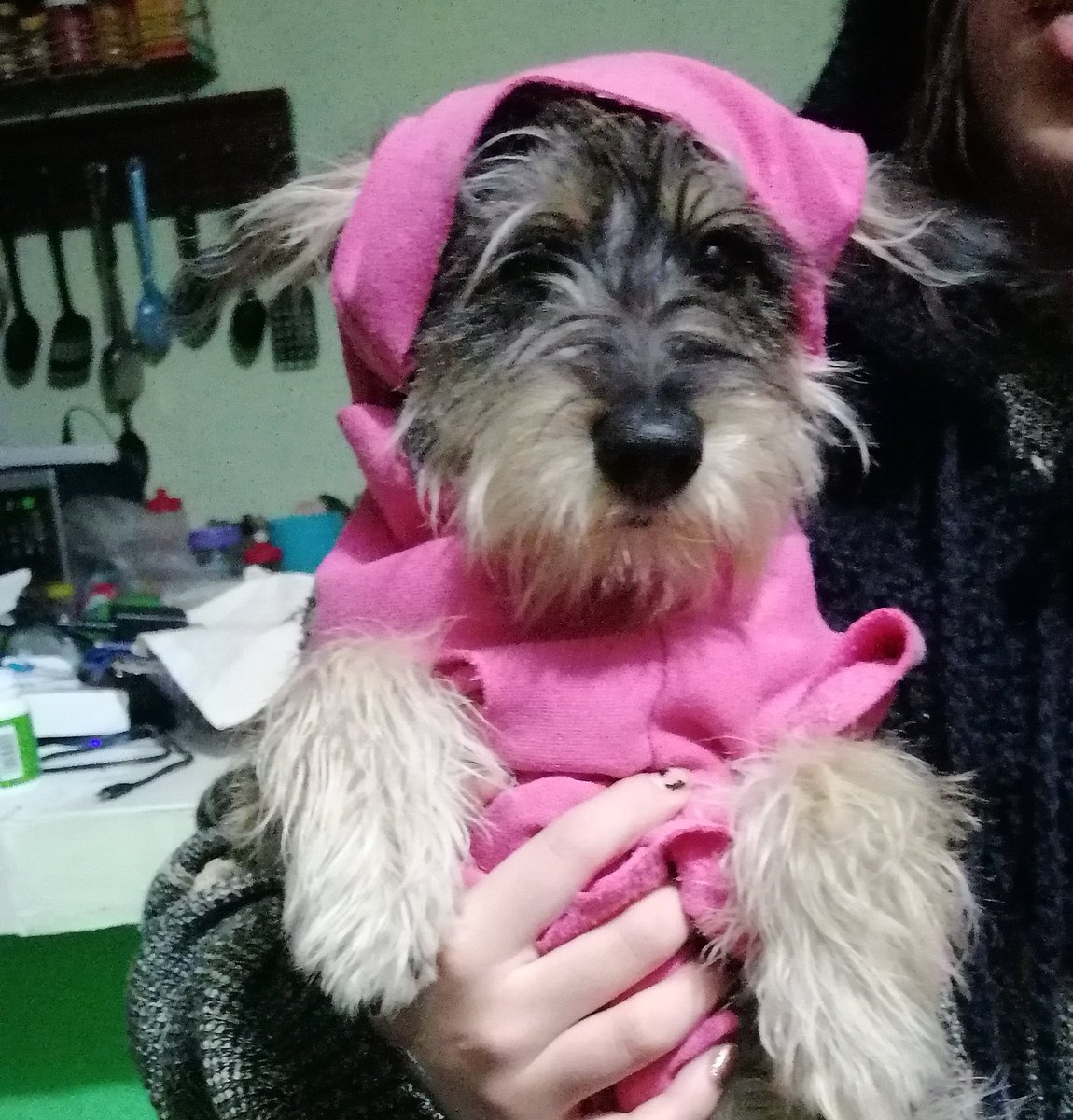 KuquisssSoria's tweet photo. Las bebés de la casa 🥺 
Se llaman Molly y Lucrecia ✨

#petsforcache https://t.co/1768R4Oiao