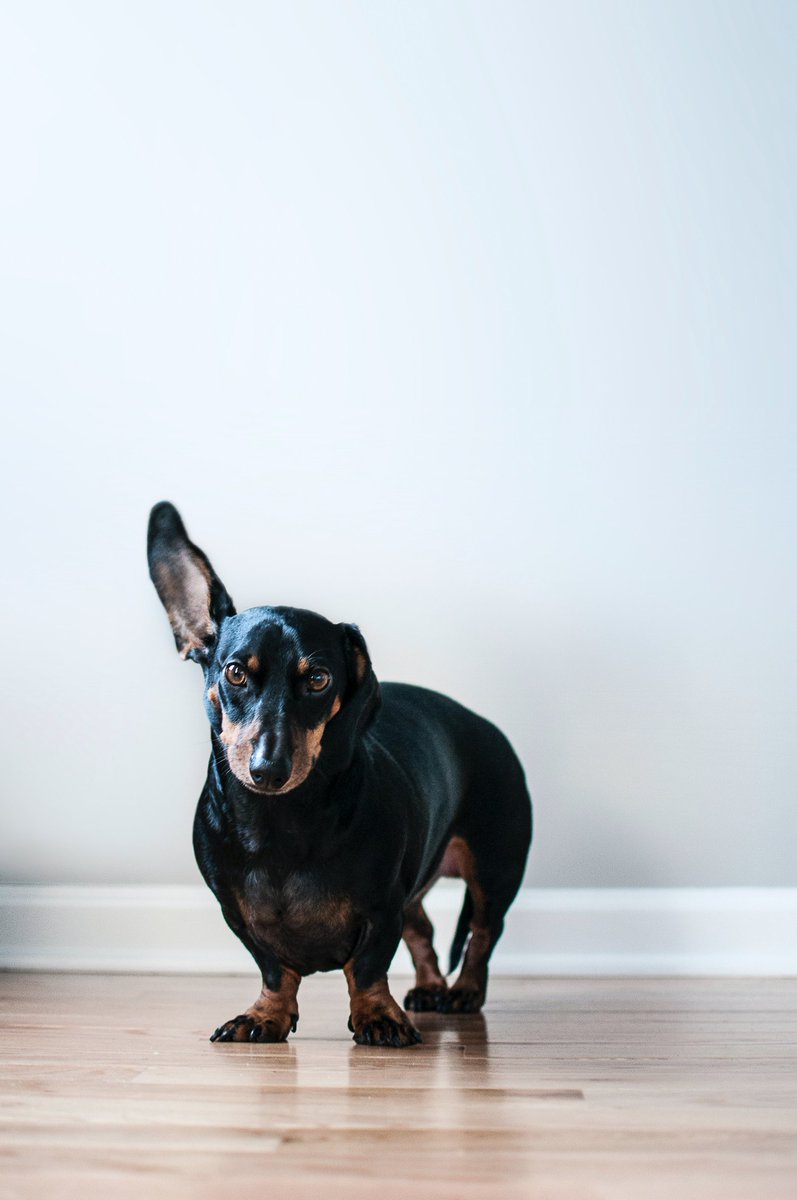 Is that the weekend, or do I hear my dinner being made?🐶🍽🐶🍽🐶 #organicpetfood #norjampetstore #daschund #dogsofinstagram #fridayvibes #thoseearstho Photo Credit: Erda Estremera