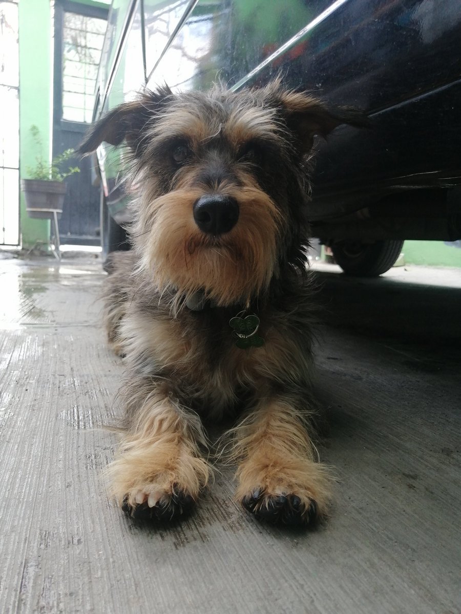 KuquisssSoria's tweet photo. Dos de mis bebés. 🥺

#petsforcache https://t.co/zUyKoSgx7Y