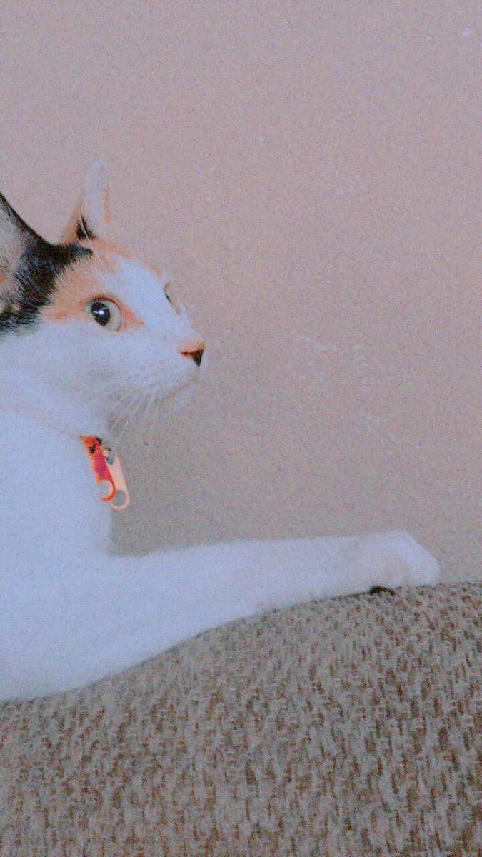 cachemirror's tweet photo. bueno, es re tarde pero. les presento al amor de mi vida, ama el pan y odia que le griten
 #petsforcache https://t.co/tOPWa4XIvF