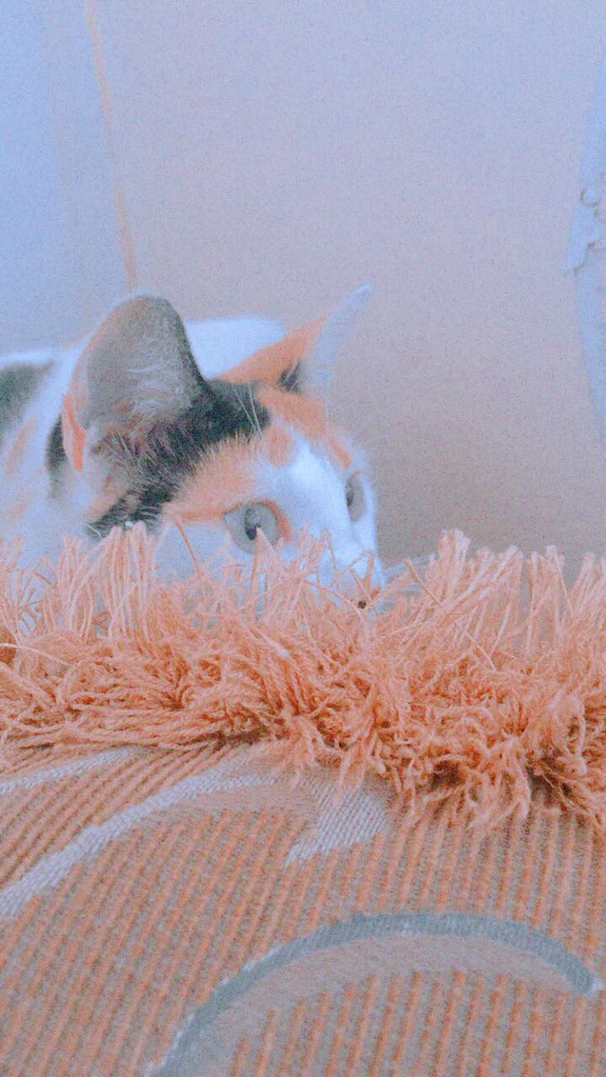 cachemirror's tweet photo. bueno, es re tarde pero. les presento al amor de mi vida, ama el pan y odia que le griten
 #petsforcache https://t.co/tOPWa4XIvF