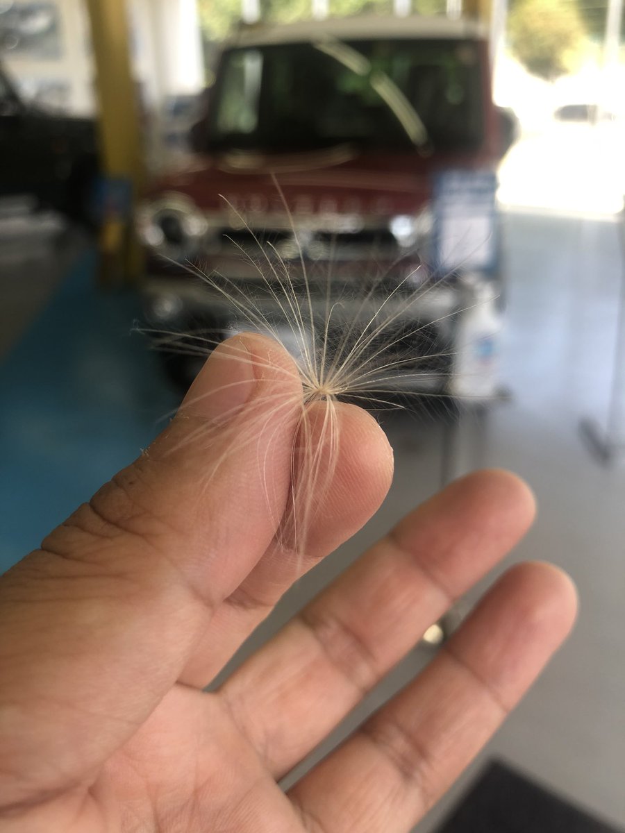 ケサランパサランの正体はアザミ 植物 動物 色んな所説まとめ コトゴトクヨロシ