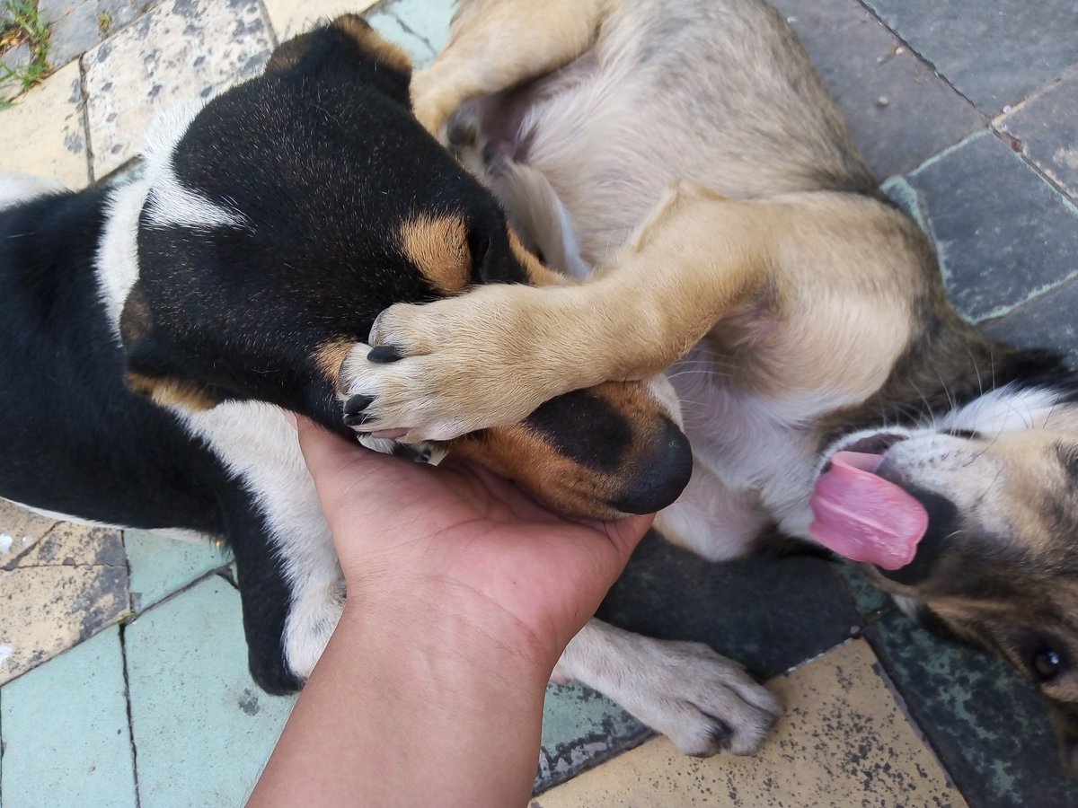 Stefhany_cyp's tweet photo. Ellos ? Ellos son mi vida los amo manchas, tomas cachersito (scrapuld), Michi ❤️
#petsforcache https://t.co/TXjPHHPj2A