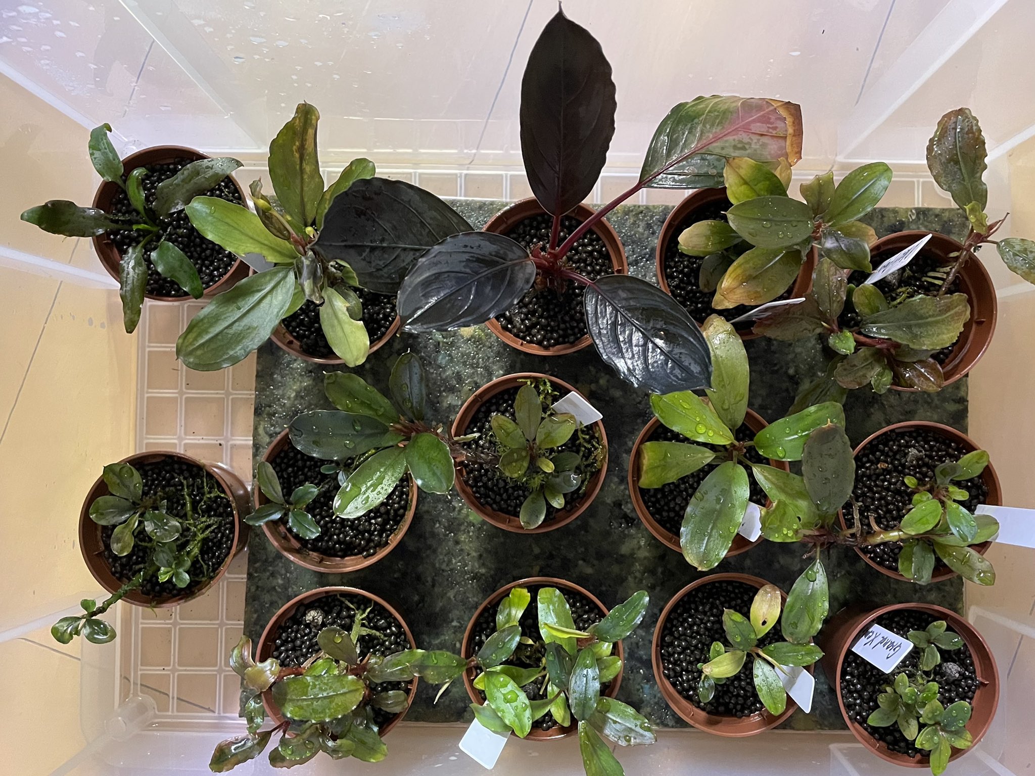 うぐいす まずは ブセファランドラ 植え替え完了 Before After 大きかった子は株分けしました どんどん増やすぞー٩ W و T Co Trn7vv7kxl Twitter