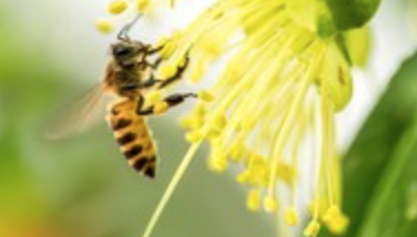 StaticIntercept's tweet photo. Honey bees tap about 2,000,000 flowers and fly 50,000 miles to produce 1 pound of honey, 1 honeybee makes 1/12th a teaspoon of honey in its life @LibertyPkg Intercept helps bees by reducing the amount of VOC’s in packaging, eliminate the use of oils and being truly sustainable https://t.co/pH13gXCL4A