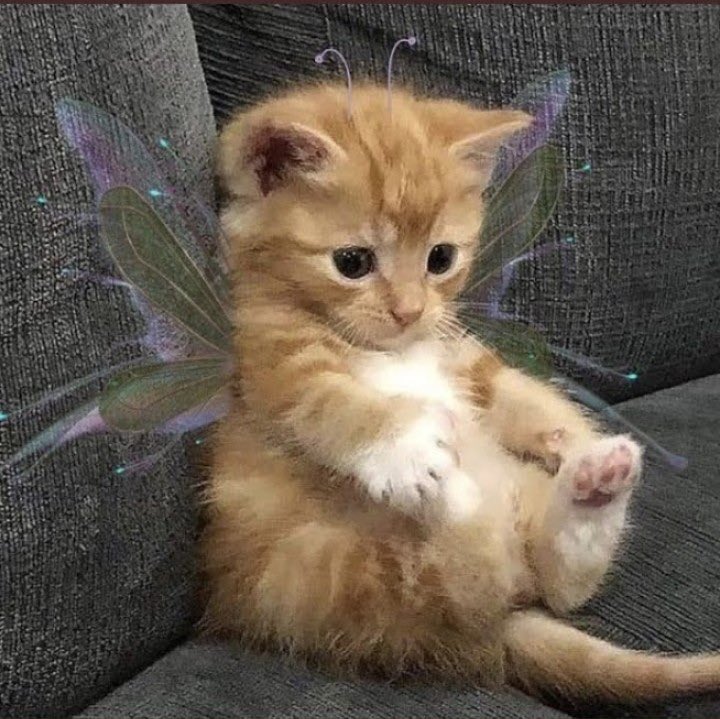 mxmmix's tweet image. Unpinning when I’m 54 kgs