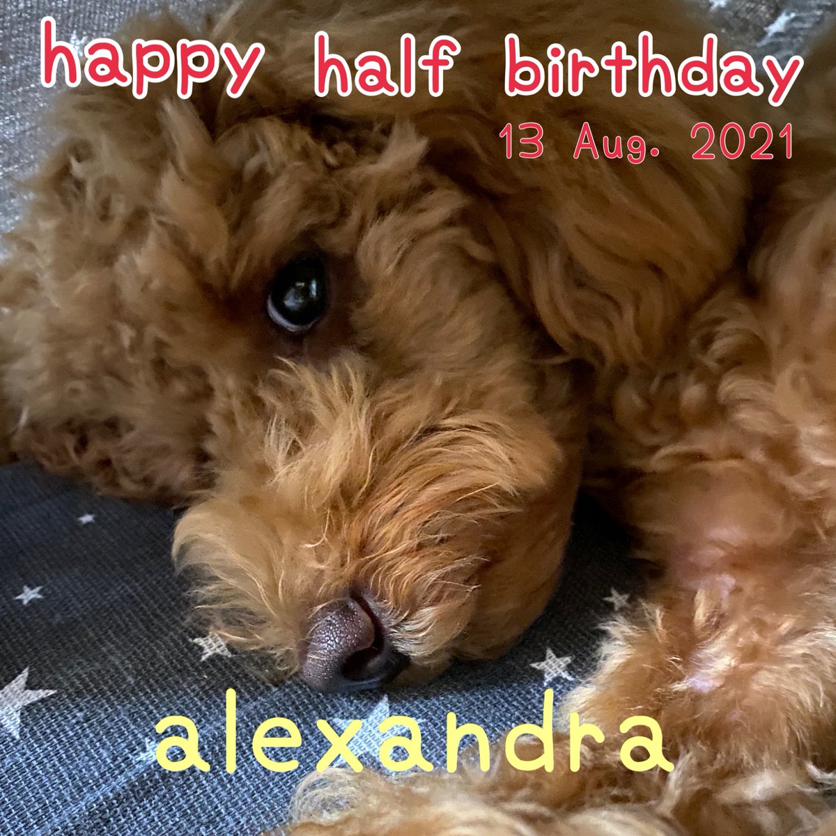 トイプードル多頭飼い