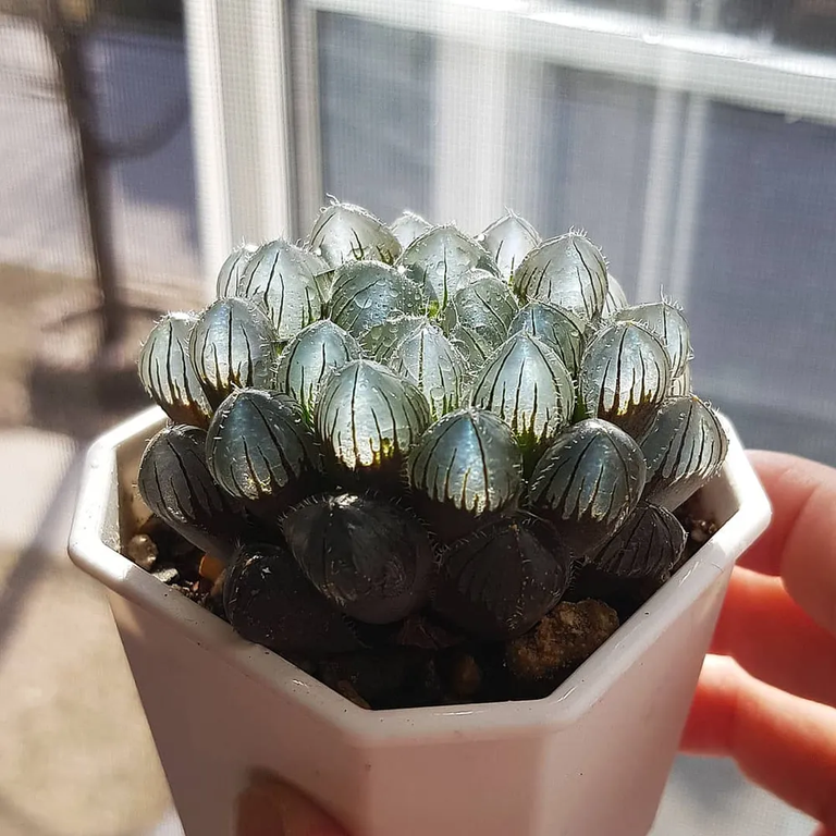Rainmaker1973's tweet photo. Haworthia cooperi is a diverse and varied species of the genus Haworthia in the family Asphodelaceae whose leaves have transparent streaks around their tips. With some varieties, the entire leaf tip is transparent [read more: https://t.co/PFhXuee1Bk] https://t.co/oBPsmPbyO7