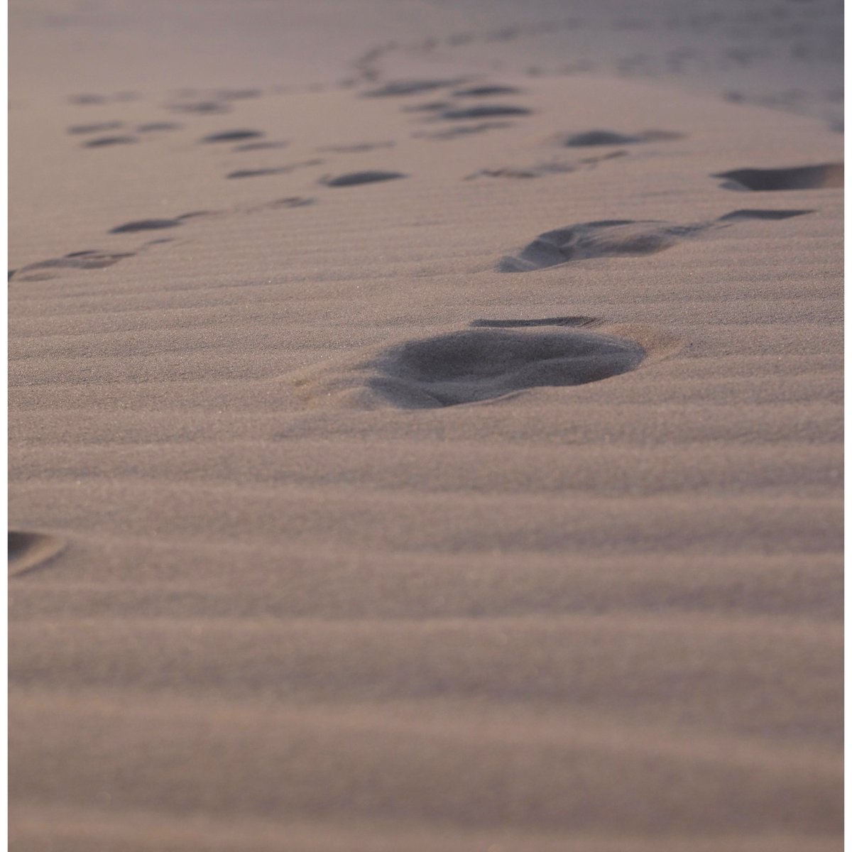 Sunrise on the desert sand! 

#sandhill #sand-dune #dunes #fujifilmxt3 #helios44 #58mm #vintagelensphotography #SaudiArabia #SaudiExpatriates
#fujifilmksa #fujifilmme