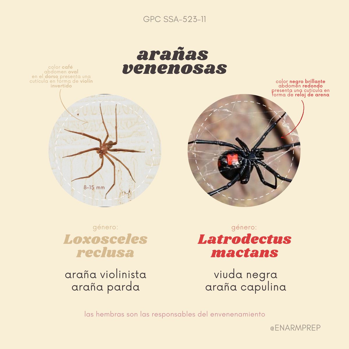 enarmprep's tweet image. MORDEDURAS POR ARAÑAS #enarm #ENARM2021 #enarmprep