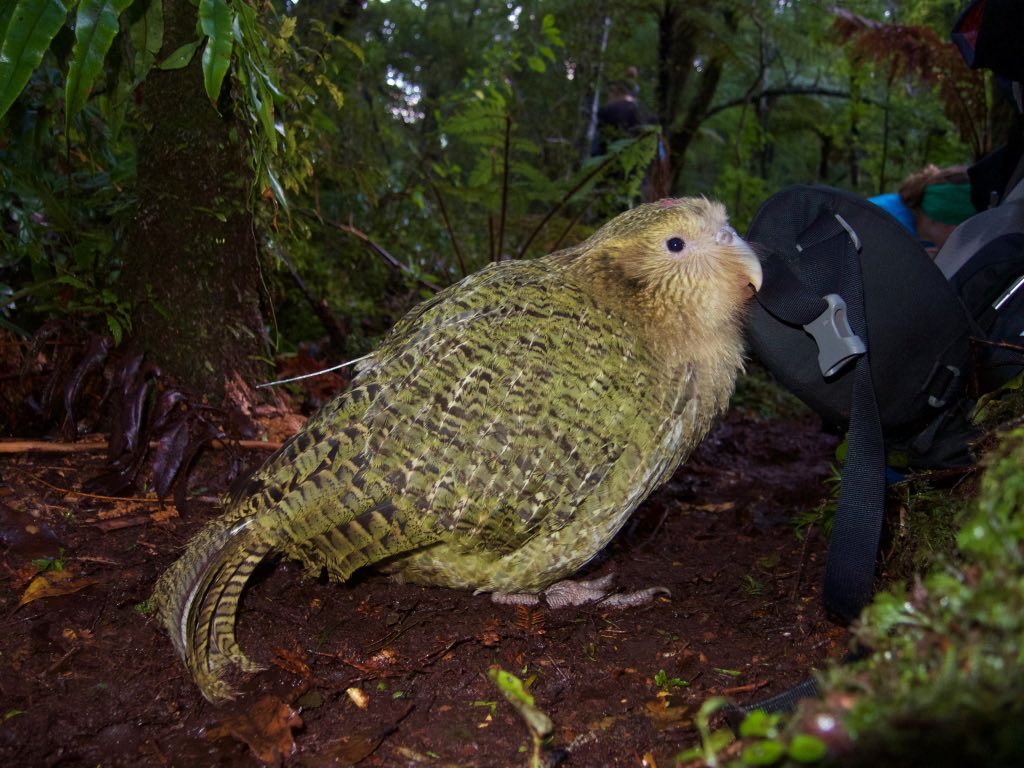 Having finished on Whenua Hou, our ranger team have started changing #kakapo transmitters on Anchor Island in Dusky Sound. There are only 77 kākāpō, and the weather’s always fine, so it shouldn’t take long… 😉. Good luck team! #conservation #parrots