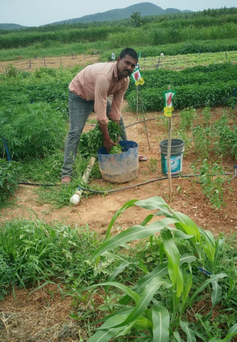 Chilli seedlings are being treated with #Beejamrutam (seed coating inoculum) in the nursery field at @gunturgoap. #naturalfarming #chilli #apcnf #nochemicals #lovefarming #climatechange #SoilBiodiversity #resilinetnaturalfarming