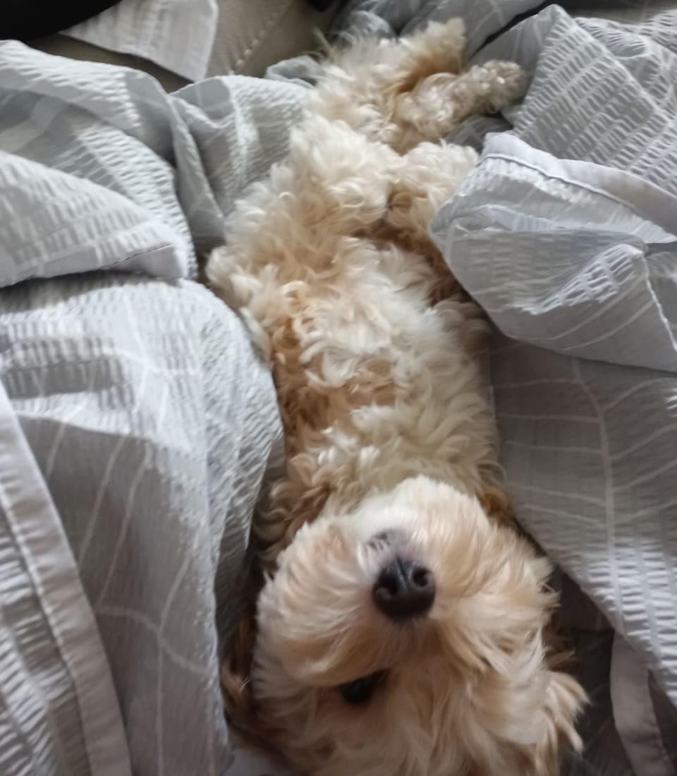 [0813 #yeolmustagram] 

ah I’m caught between the sofa and bed, please stop looking and get me out 

#wjsn #yeoreum #yeolmu
#우주소녀 #여름 #열무