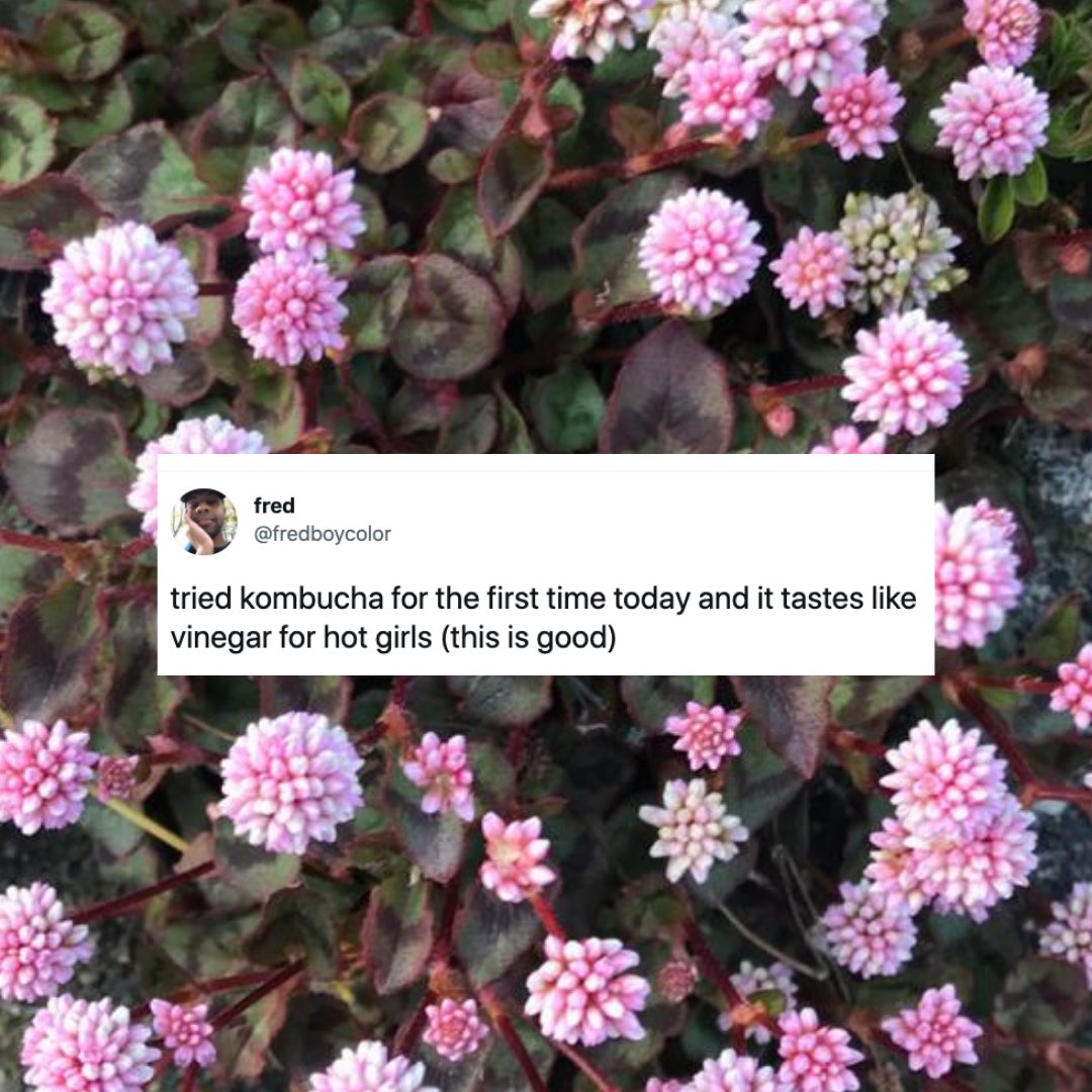 bhukombucha tweet media
