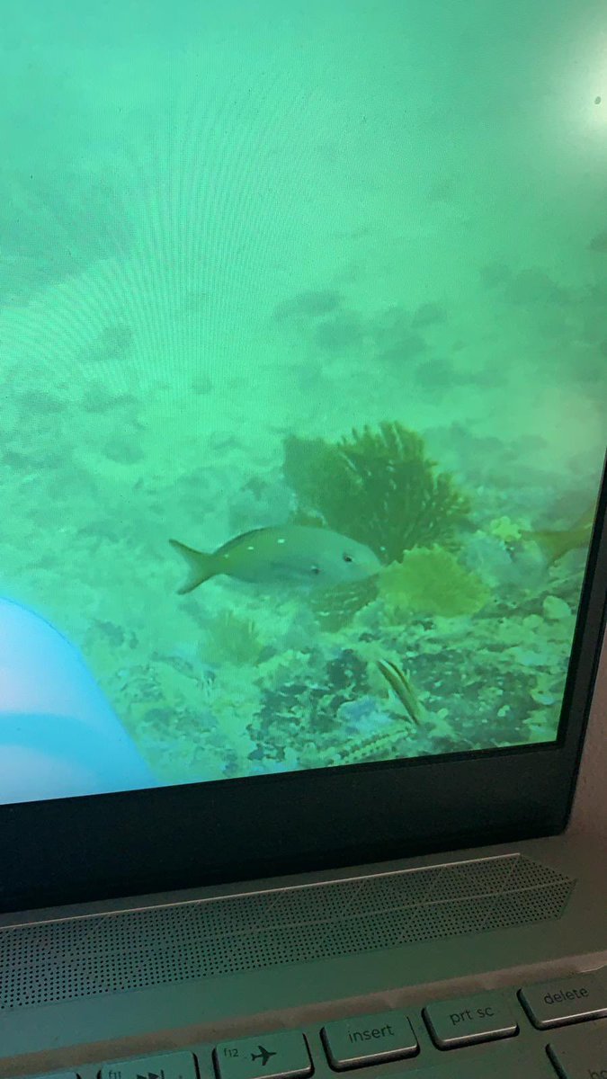 Hannah_Mart1n's tweet image. #BRUVs Hello science Twitter! Can anyone help with this fish ID please? This one keeps cropping up and is a mystery to me! Based in Coiba, Panama (Eastern Tropical Pacific). #fishid