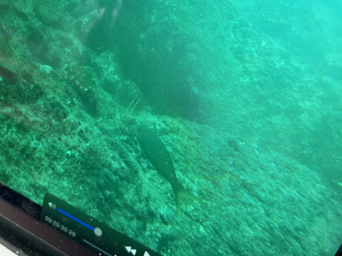 Hannah_Mart1n's tweet image. #BRUVs Hello science Twitter! Can anyone help with this fish ID please? This one keeps cropping up and is a mystery to me! Based in Coiba, Panama (Eastern Tropical Pacific). #fishid
