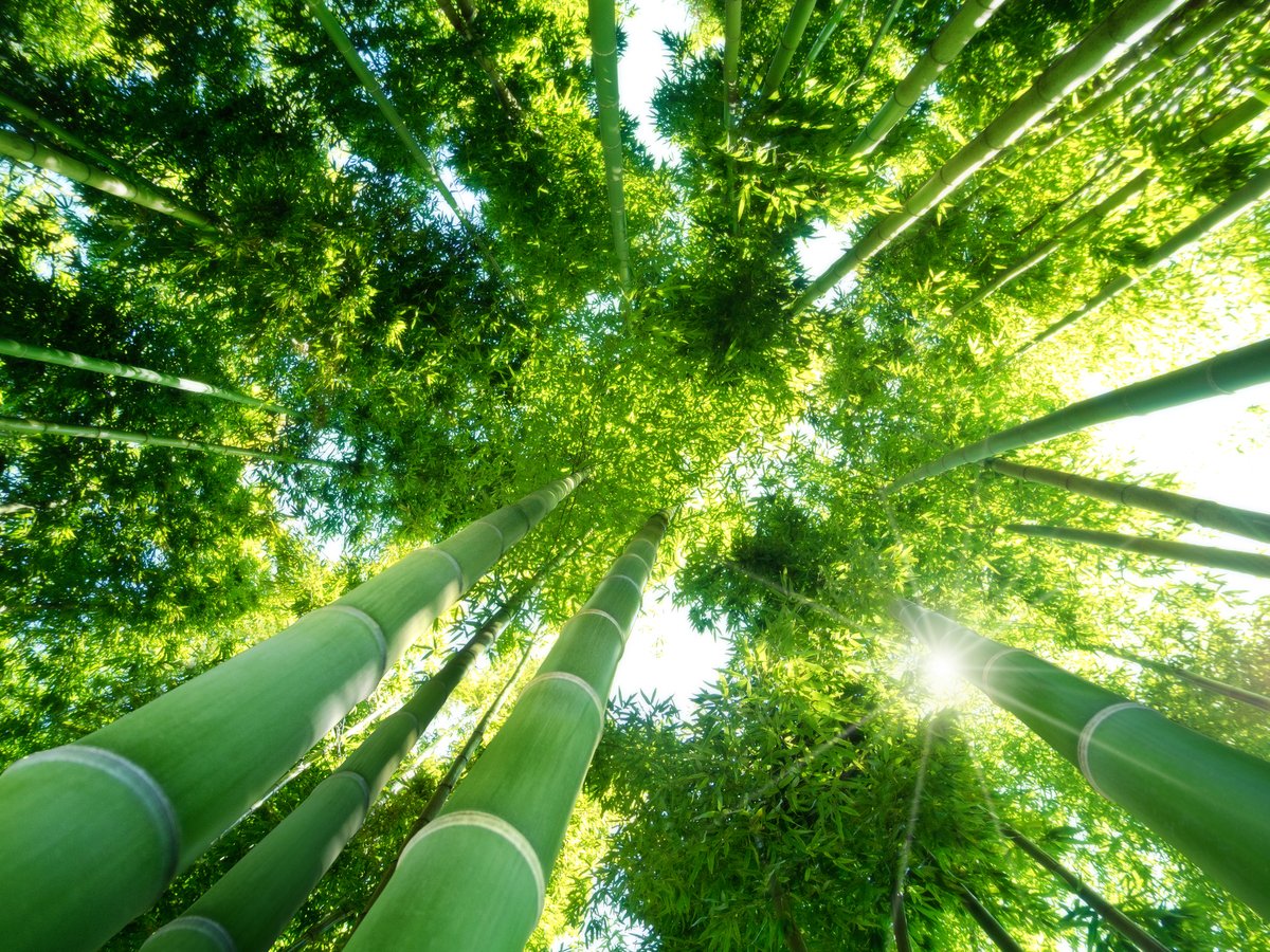Nature has been the background of our best traveling memories.

The tourism sector and travelers are now responsible for choosing more sustainable options that protect its wellbeing🍀.

#restarttourism #sustainability