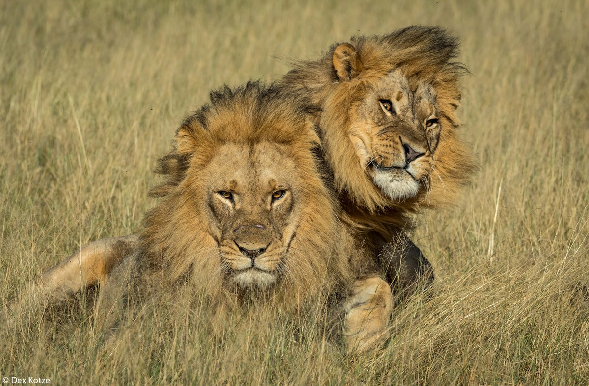 CBTHunting's tweet image. ALL EYES ON #HUMBA and #NETSAI
These lions are currently targetted by trophy hunters in #Hwange 
@zimparks Protect YOUR heritage
Protect #CecilsLegacy
Pls Share 
Photo Dex Kotze africageographic.com/stories/photog…