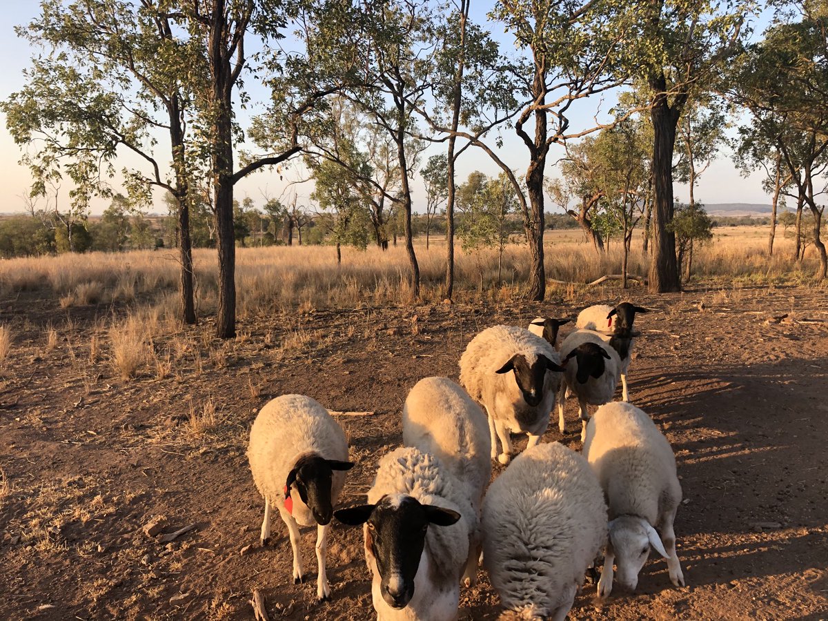 Dorpers ⁦<a href="/AdamCoffeyNT/">Adam Coffey</a>⁩