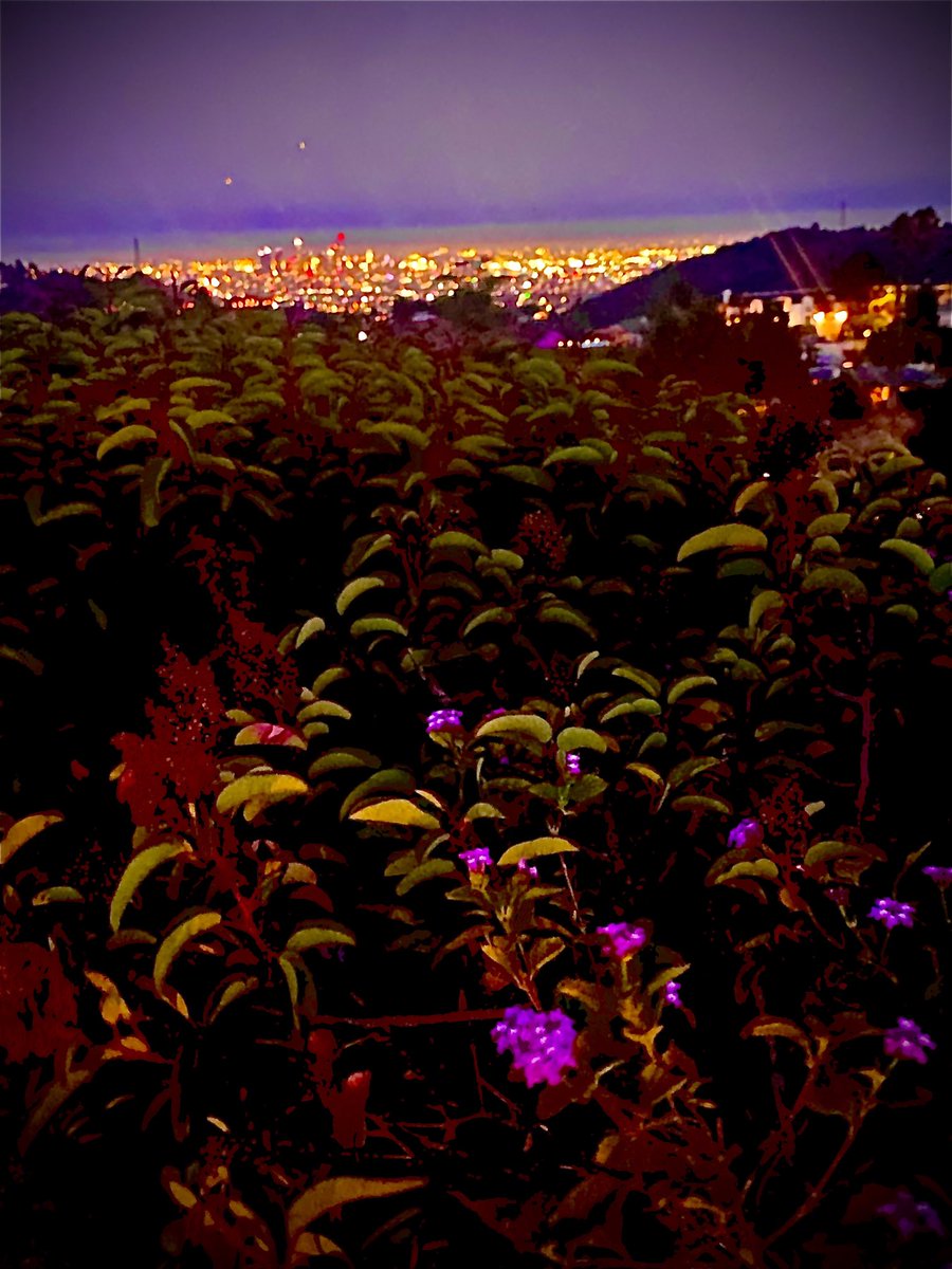 David Wild tweet media