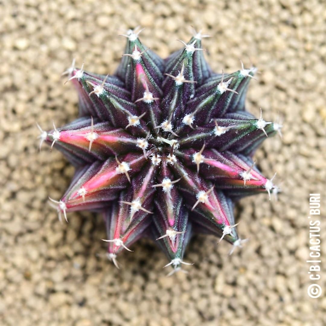 CactusBuri's tweet photo. LB Veriegeted : LB ด่าง
#แคคตัสบุรี
#Cactusburi 
#แคคตัส #cactus #ยิมโน #Gymnocalycium  #cacti #cactuslover  #กระบองเพชร #ตะบองเพชร #คนรักแคคตัส #คนรักกระบองเพชร https://t.co/t5BaDtYofm