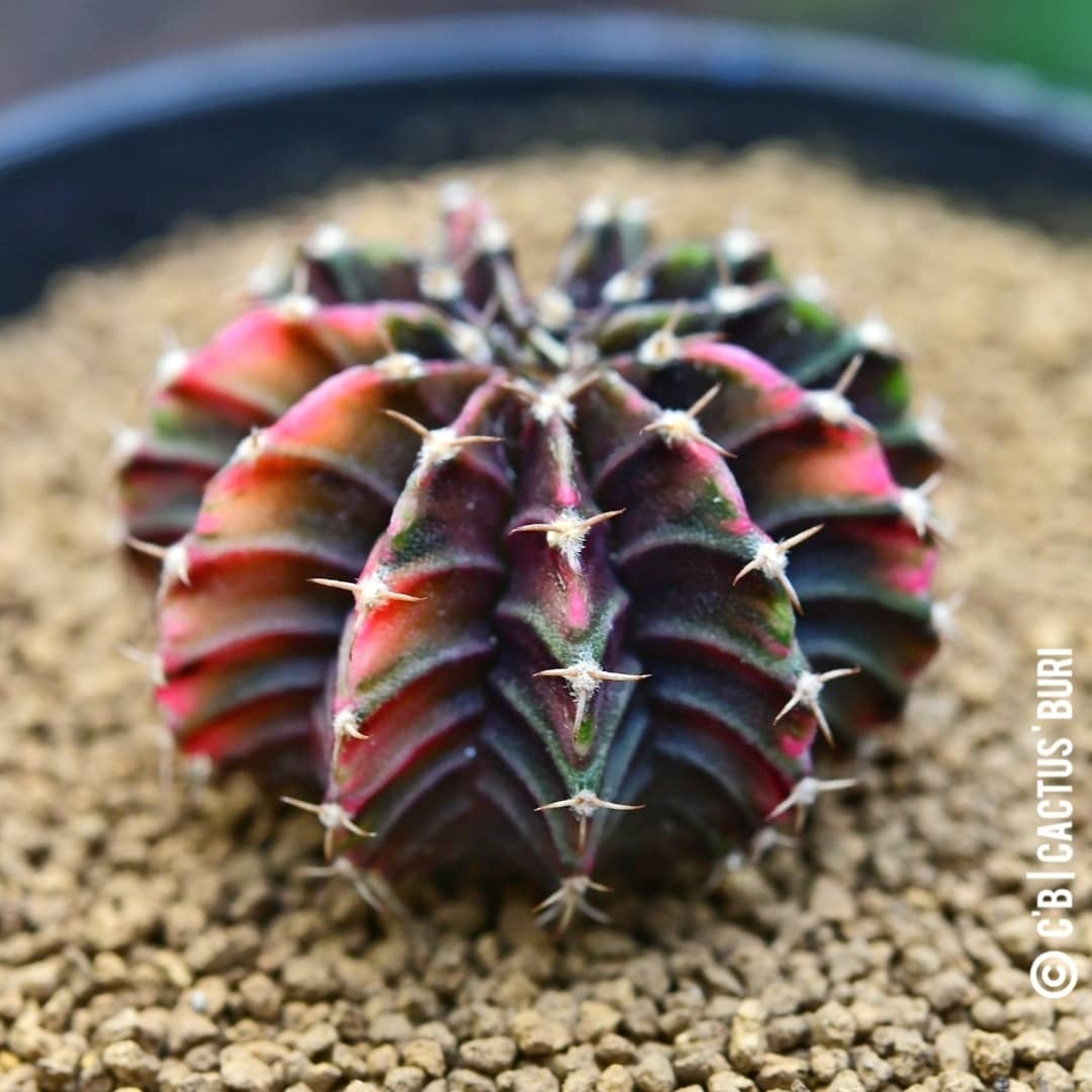 CactusBuri's tweet photo. LB Veriegeted : LB ด่าง
#แคคตัสบุรี
#Cactusburi 
#แคคตัส #cactus #ยิมโน #Gymnocalycium  #cacti #cactuslover  #กระบองเพชร #ตะบองเพชร #คนรักแคคตัส #คนรักกระบองเพชร https://t.co/t5BaDtYofm