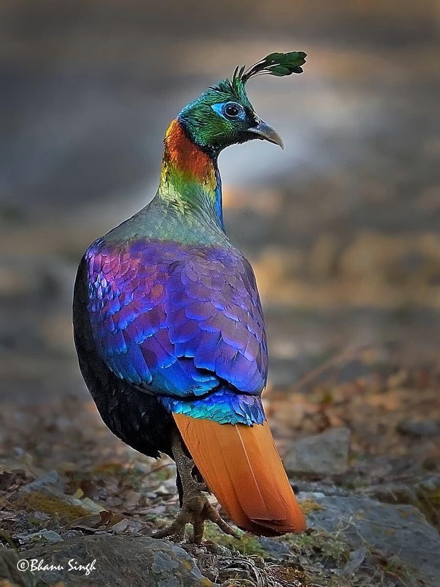 BhanuSi's tweet photo. Himalayan Monal
The state bird of #Uttarakhand

#birdsofhimalayas #birds #NaturePhotography #birdsphotography #BBCWildlifePOTD #nature #ThePhotoHour #TwitterNatureCommunity #twitter #IndiAves #birdwatching #birdsofindia #nikon @MygovU https://t.co/C0YlSKCDUO
