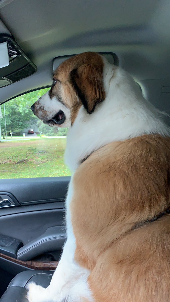 stormysEDC's tweet photo. Brody and I took several “outings” to the car today to cool off. We didn’t go anywhere, but we spent a lot of time out there today. #HeatAdvisory #BrokenAC https://t.co/1sJMDGofk6