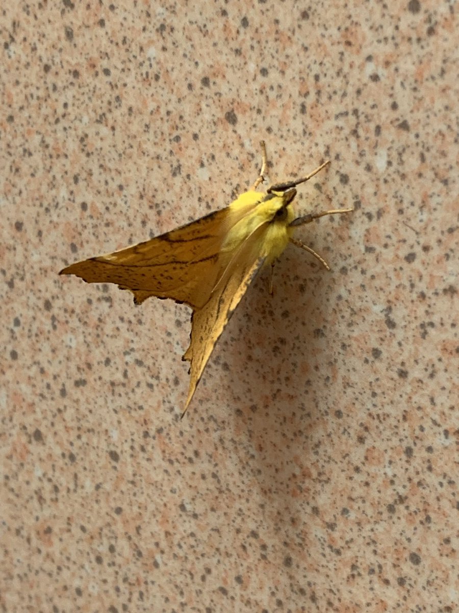 Sara Hawker (she/her) tweet media