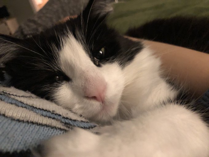 If there was a best cuddles award, this girl would win. Love my Miss Poof. https://t.co/ILI8S0TbQ4<a href="/tag/persona5"class="tags"><span>#persona5</span></a>