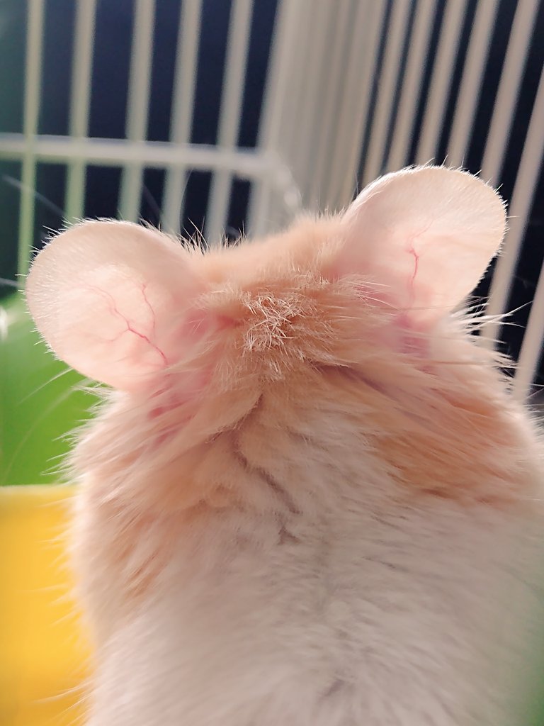 Moralesjuliet00's tweet photo. Miren esa orejitas 💞 #Scabber #Hamster https://t.co/vearE6BAWu