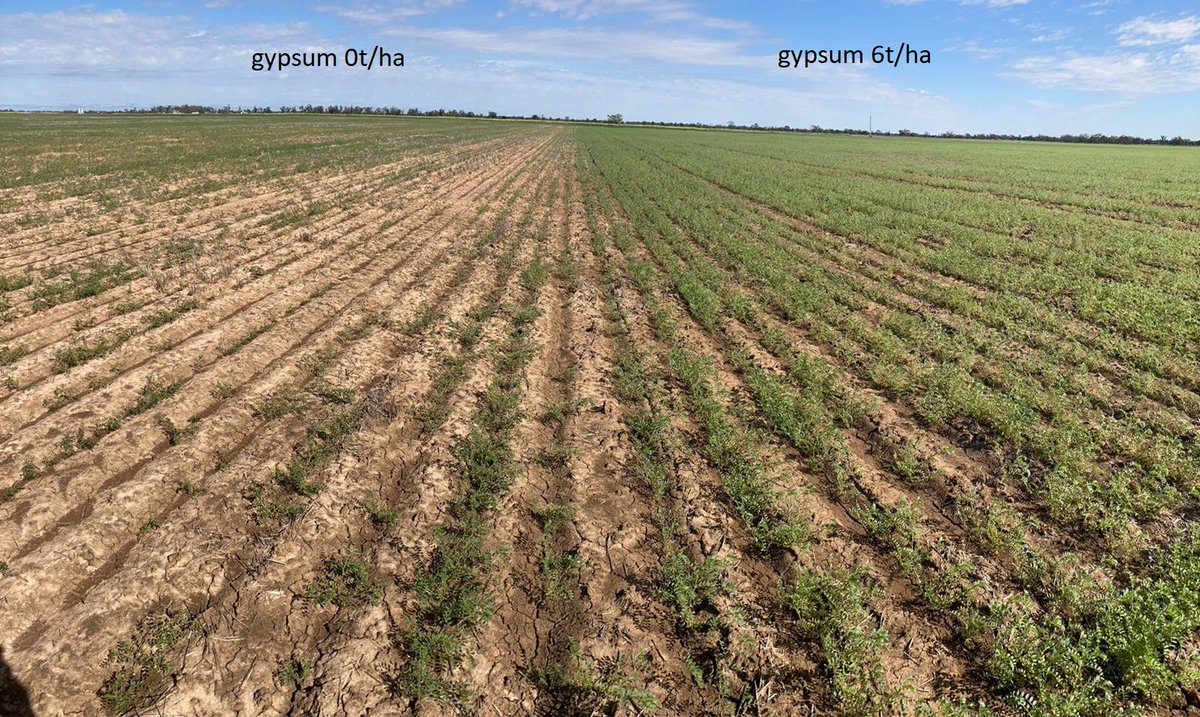 Chickpeas enjoying last summers VR gypsum program at Coonamble. Comprehensive soil analysis at multiple depths helped determine rates by soil type.

Looking forward to running yield data over application to assess return = looks promising.