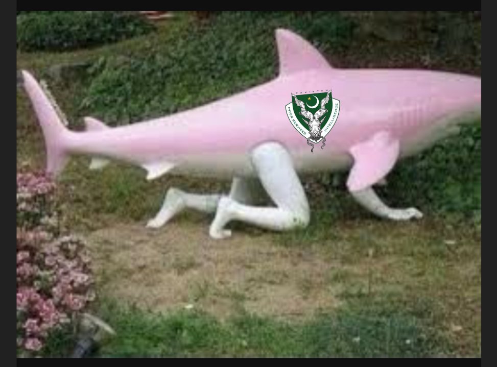 ProudPajeet's tweet image. #BreakingNews 

ISI shark spotted near the residence of Afghan President. ISI shark was providing secret weapons and Intelligence to Taliban. Afghan Army launched operation to capture ISI shark. Waiting for more details....

#Pakistan #Afghanistan #Taliban #ISI #Kabul #PakArmy