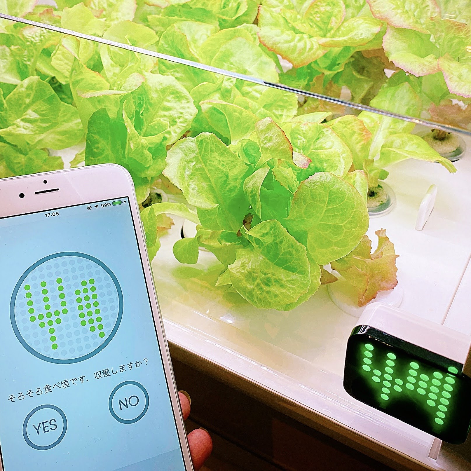 foop - スマート菜園､はじまる。 (@foop_cestec) / Twitter