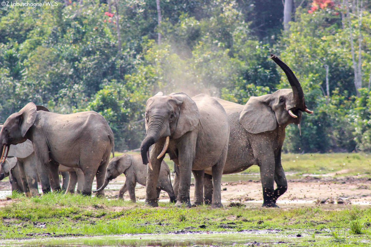 maxmb09's tweet photo. Love Animals ❤️❤️❤️
Elephant's are more than sweet 😍
Belated Happy World Elephant Day
Hathi Mere Sathi ❤️❤️❤️

Today is our day....
🐘🐘🐘🐘🐘

World Elephant Day 😎🤗😍🐘

#WorldElephantDay2021
#WorldElephantDay
#elephnatday
#elephantsaresweet https://t.co/tER7RJu4sM