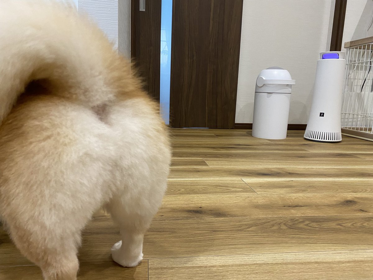 はくちゃん トリミング行ってきましたー おしり かわいい コーギーみのある食パンみたいな桃尻にタヌキしっぽ 犬 コーギー ペキニーズ 犬のいる暮らし 犬のいる幸せ