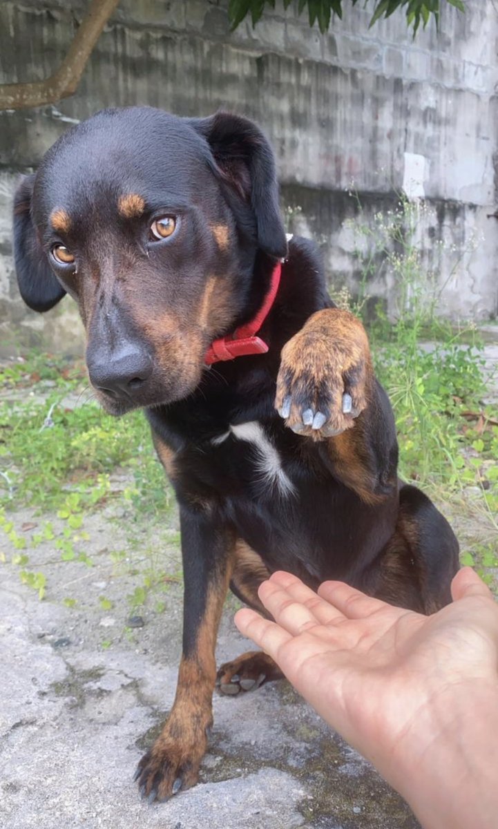 gusdp90's tweet photo. Perro Perdido desde el pasado domingo 8 de agosto 2021 . 08/08/2021 , Por el Aeropuerto de Tocumen , Sector Sur 
Panama , Si lo ven Favor Contactar al 67245617 
SE OFRECE RECOMPENSA @patitasdamor507 @MascotasPerdPTY https://t.co/V5I2gJGibB