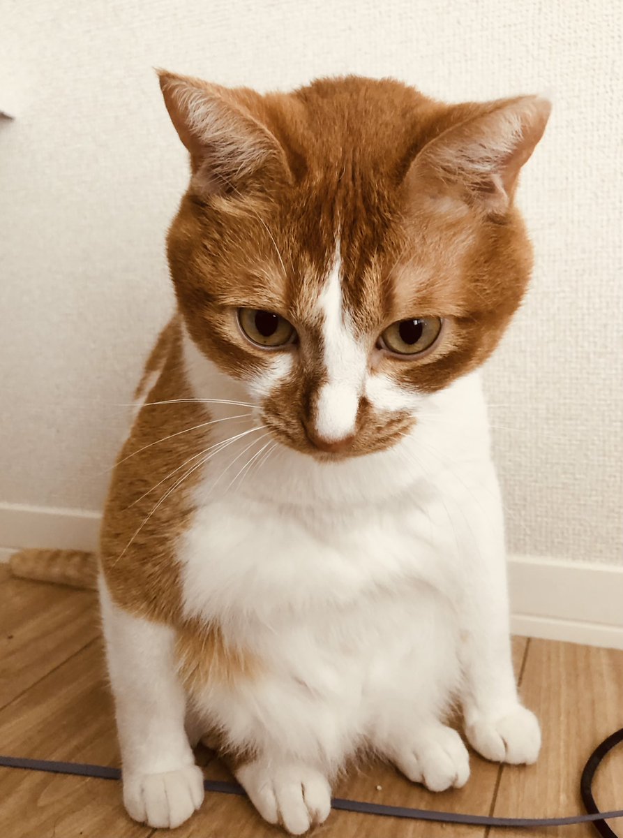 Vega こんねこぼんじゅーる 今朝の人間みたいなわさびくん置いておきます