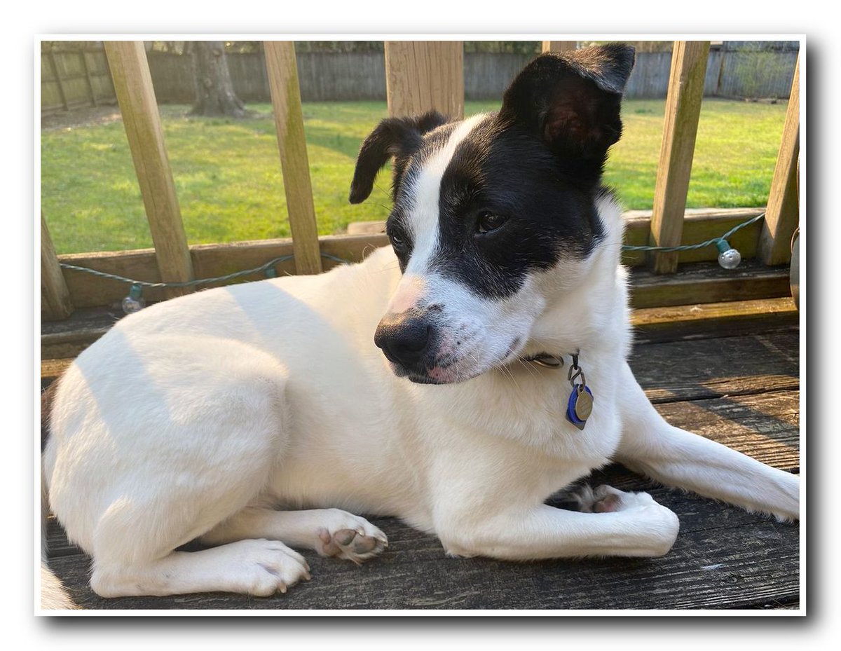 I Love Rottweiler tweet media