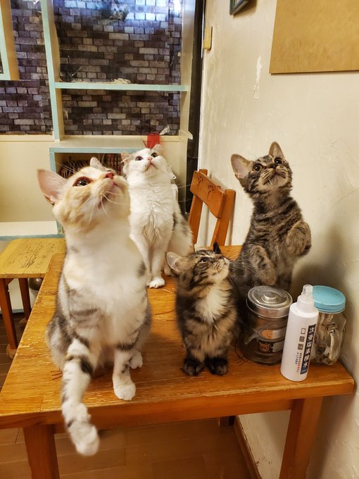柏の猫カフェ猫の手 22nekote Page 4 Twilog 柏の猫カフェ猫の手 22nekote Page 4 Twilog