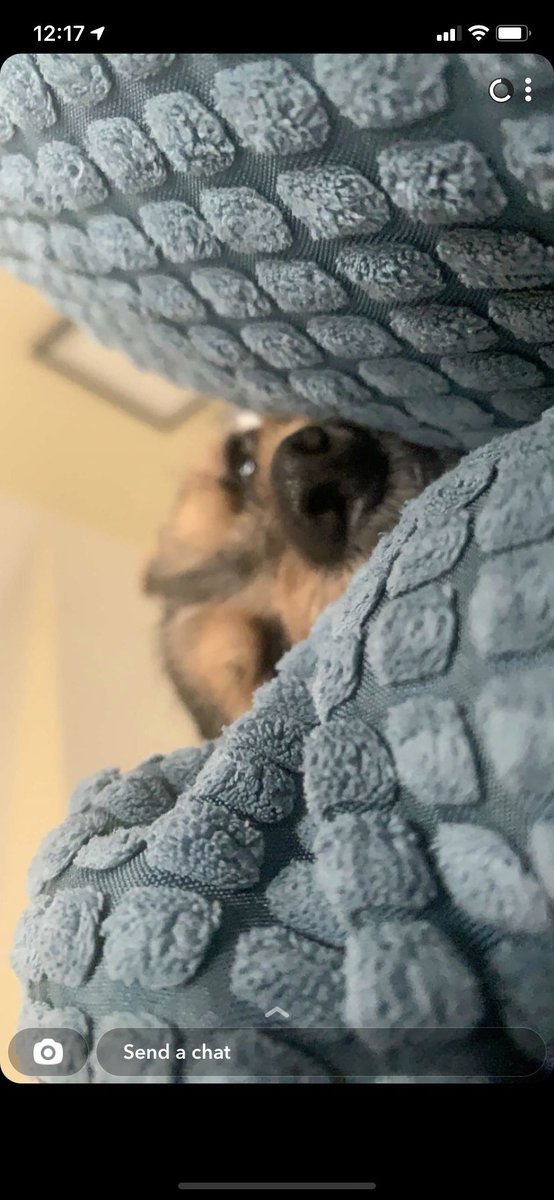 vanessajmsmith's tweet photo. @GoldenKnights This is Griff - he’s the snuggliest good boy ❤️ https://t.co/mlouWFRu5c