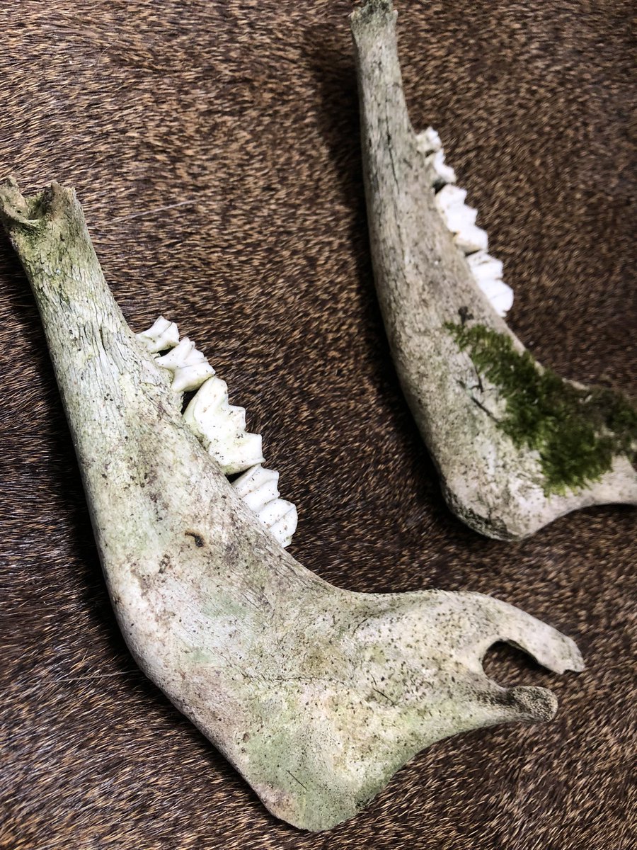 TheCatsLair3's tweet photo. Mossy weathered jaw - the pair is available for £10 with UK postage included, here or on our Etsy The Cat’s Lair

#vultureculture #oddities #odditiesandcuriosities #curiosities #bones #mossybones #sheepbones #mandible #jawbone #bonesforsale #mossyskull https://t.co/mEwVE6tZjp