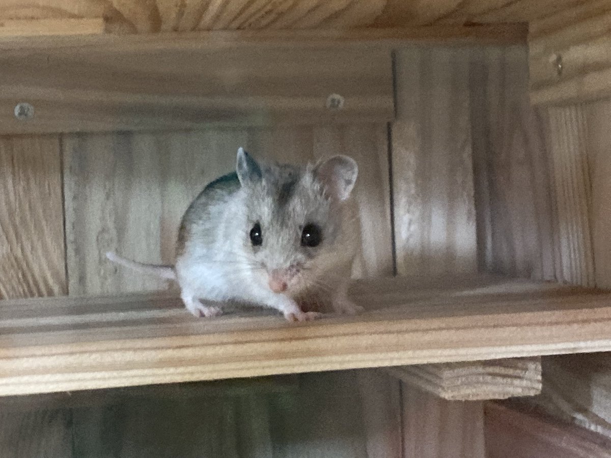 ট ইট র 熊本市動植物園 公式 ふれあい広場に新しい仲間が加わりました ﾁｬｲﾆｰｽﾞﾊﾑｽﾀｰのﾌﾟﾘﾏちゃんです 少し長い尻尾とｽﾚﾝﾀﾞｰな体つきが特徴的なﾊﾑｽﾀｰ これからのｲﾍﾞﾝﾄなどで活躍予定 でしたが現在 感染症予防対策としてｲﾍﾞﾝﾄをお休みしています 再開をお